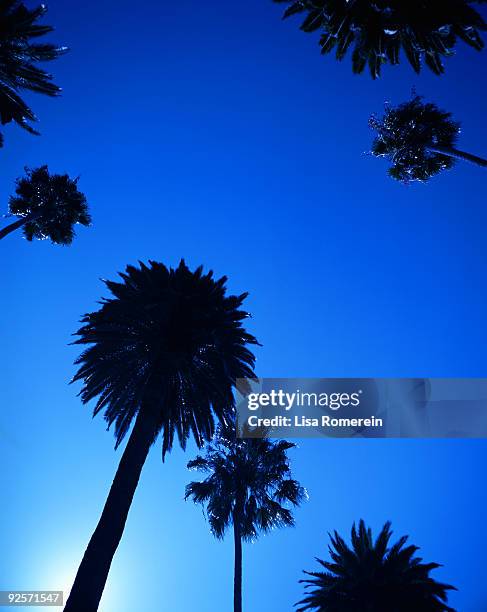 silhouette of palm trees - washingtonia stock pictures, royalty-free photos & images