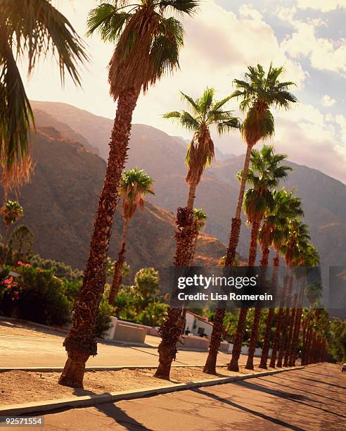 row of palm trees - palm springs california stock pictures, royalty-free photos & images