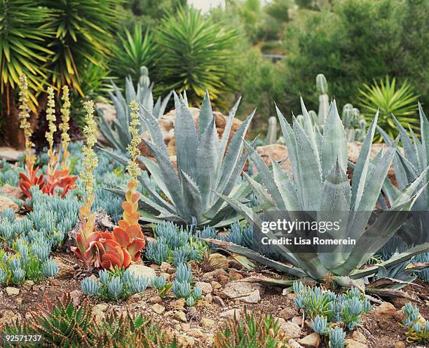 exotic landscaping of arid plants - glaucos stockfoto's en -beelden