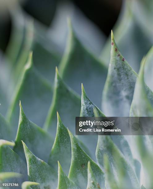 pointy leaves - glaucos stockfoto's en -beelden