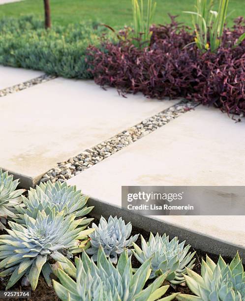 stone walkway with succulent plants - glaucos stockfoto's en -beelden