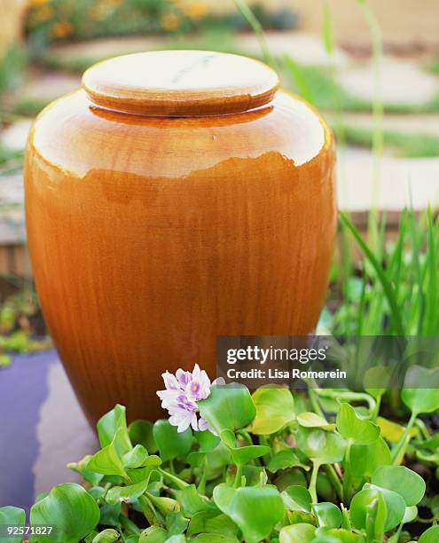 water hyacinth by urn - urn flowers stock pictures, royalty-free photos & images