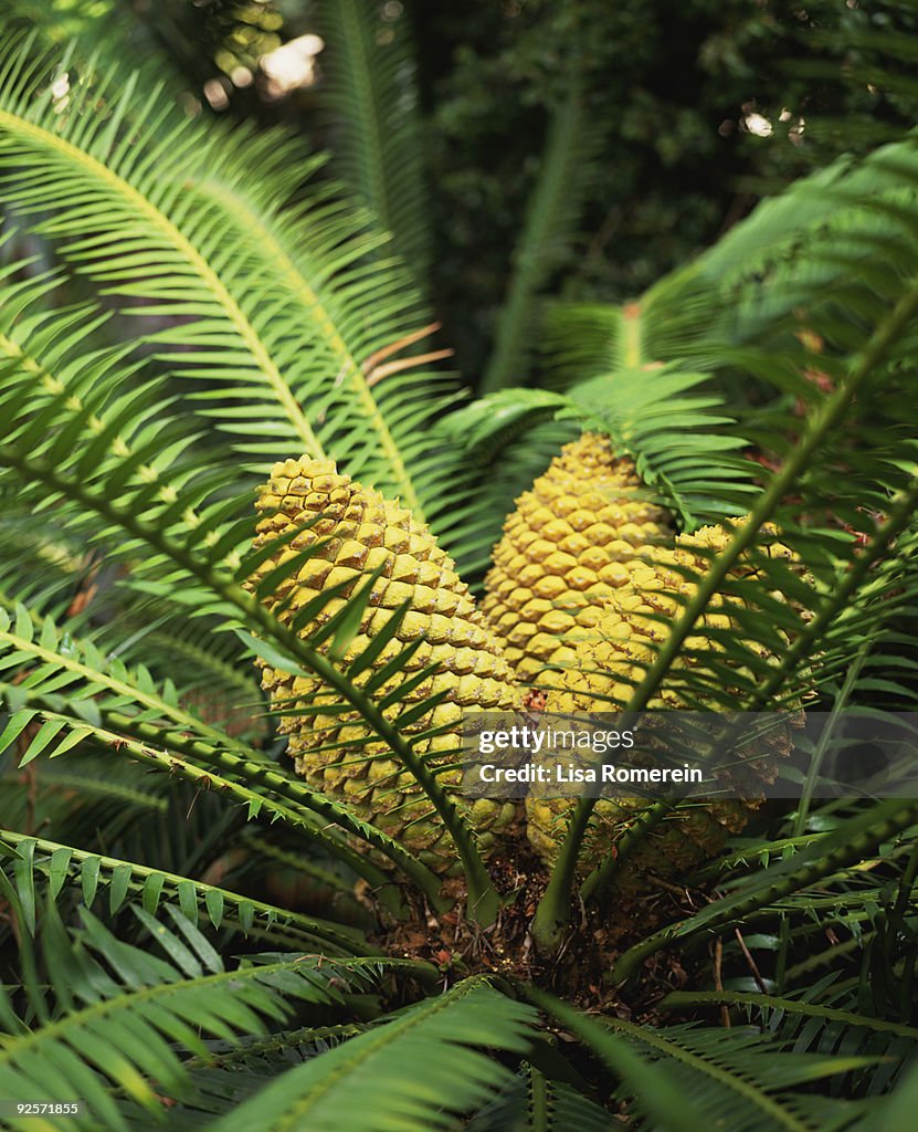 Cycad plants
