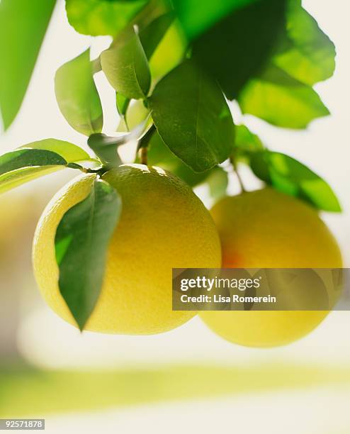 lemons on branch - lisa bitter stock pictures, royalty-free photos & images