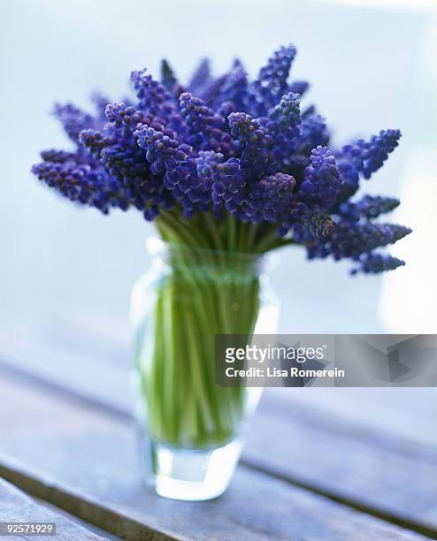 grape hyacinth flowers in vase - grape hyacinth stock pictures, royalty-free photos & images