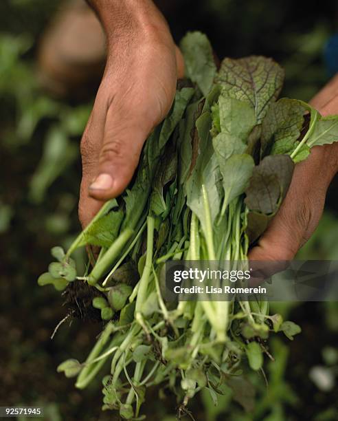 hand holding lettuce leaves - red leaf lettuce stock pictures, royalty-free photos & images