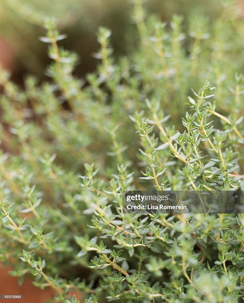 Close-up of plant