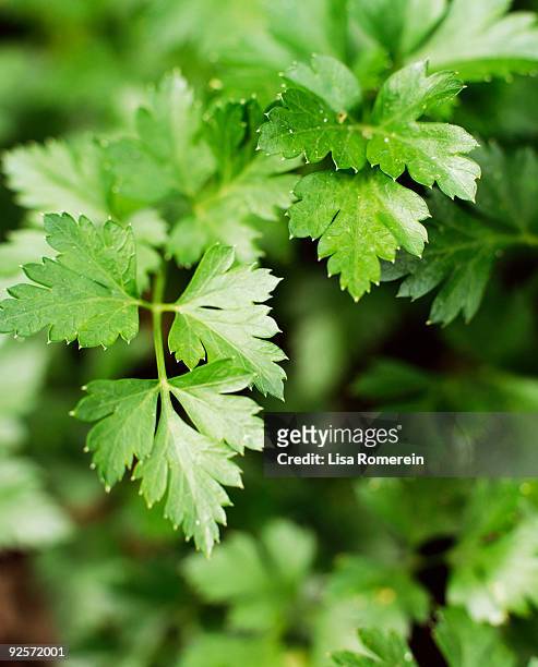 close-up of parsley - parsley stock-fotos und bilder