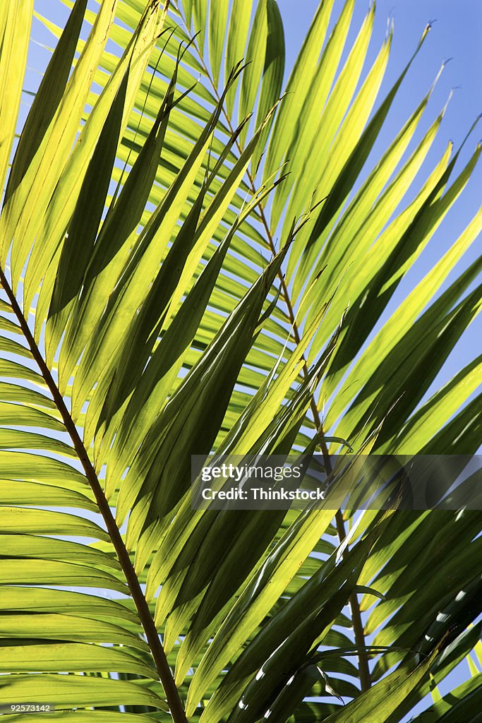 Palm fronds