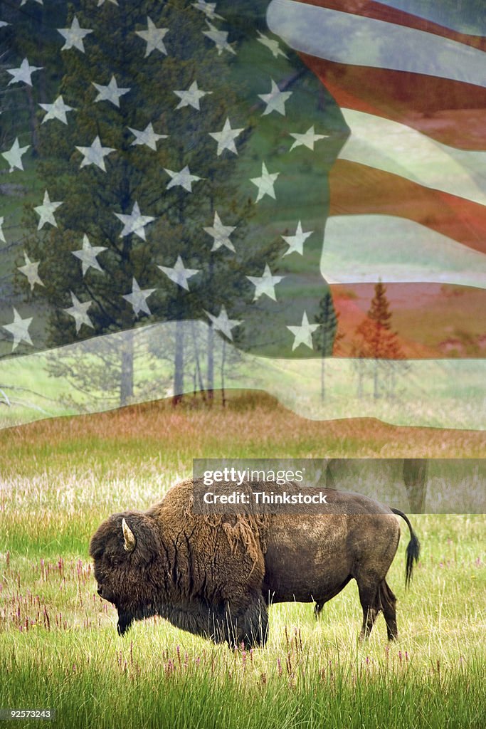 Bison and American flag
