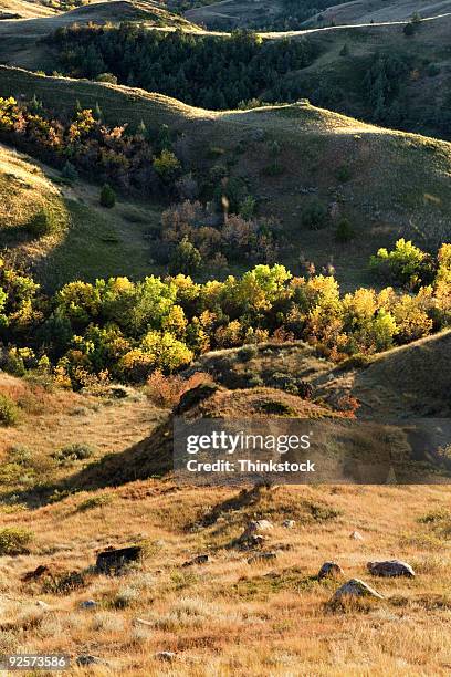 rolling hills and vegetation, north dakota - thinkstock 個照片及圖片檔