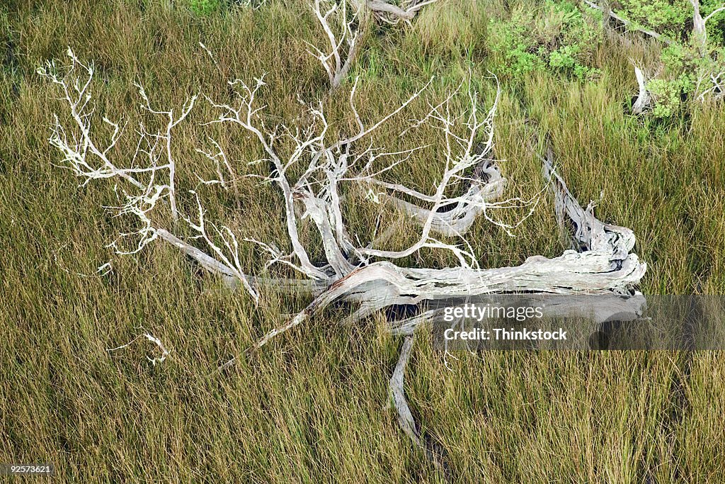 Tree Fall Image Overhead Aerial View Of A Fallen Tree High-Res Stock Photo - Getty Images