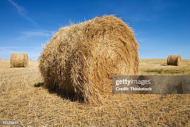 hay bale in field - thinkstock fotografías e imágenes de stock