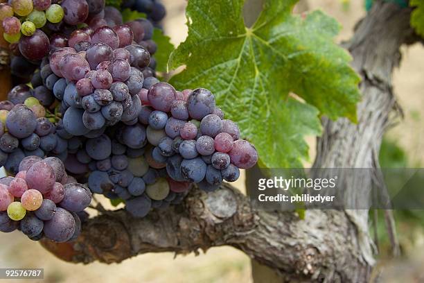 grapevine - glenn fine stock pictures, royalty-free photos & images
