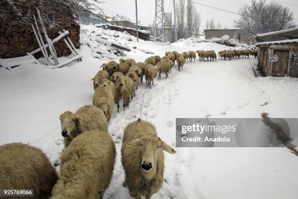 Sheep herd is seen amid snow in Hafik district of Turkey's Sivas province on March 01, 2018.