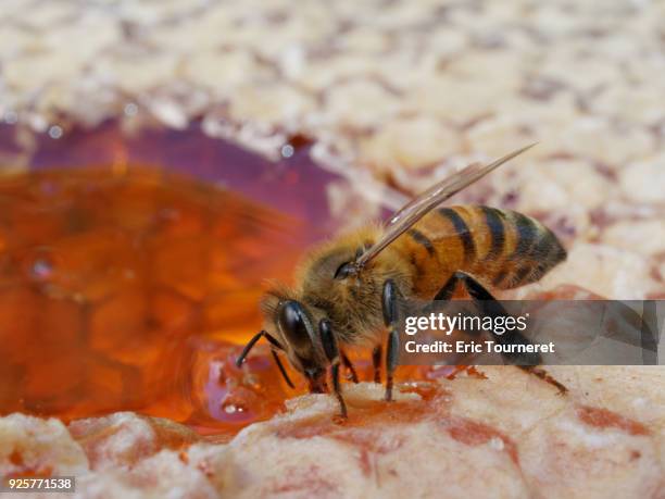 honey bee eat honey - insecte stock-fotos und bilder