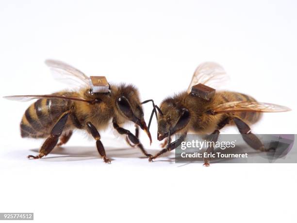 honey bees with microchips - insecte stock-fotos und bilder