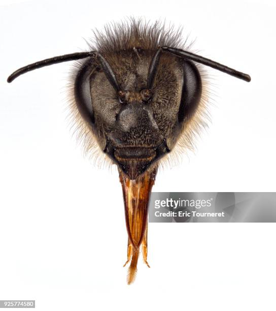honeybee face - ocellus stock pictures, royalty-free photos & images