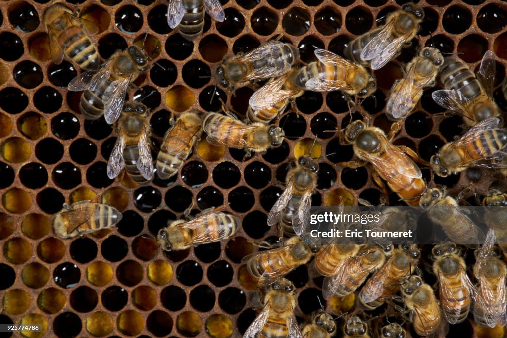 Queen and honey bee on Bee bread.