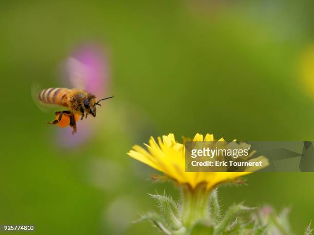 a foraging bee in flight - une butineuse en vol - pollen basket stock pictures, royalty-free photos & images