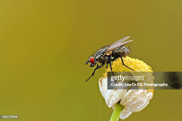 Israeli Fly Insect 101 Jerusalem Bug Stock Photos, High-Res Pictures, and Images - Getty ...