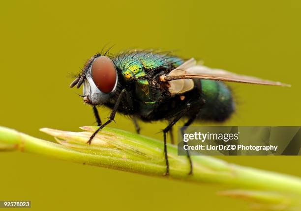 Jerusalem Insect 101 Jerusalem Bug Stock Photos, High-Res Pictures, and Images - Getty ...