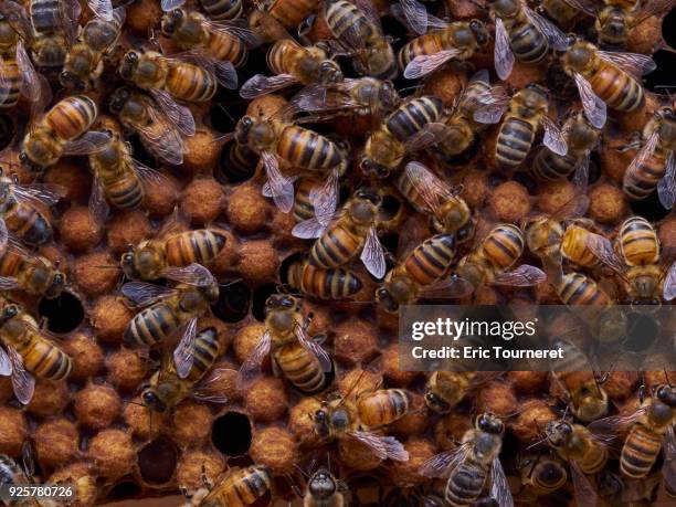 nurse honey bees - warmteregulatie stockfoto's en -beelden