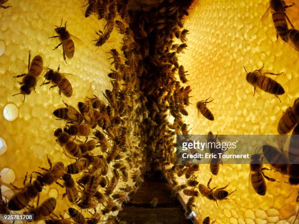 honey bees on honeycombs - alvéole stock pictures, royalty-free photos & images