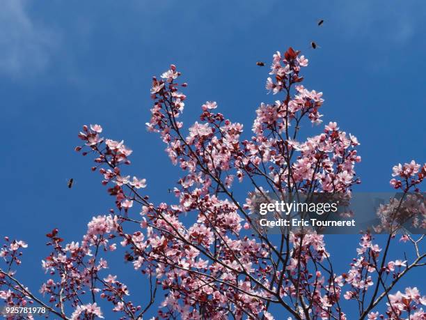 pollination on pulm tree - insecte stock-fotos und bilder