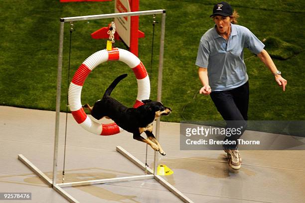 Border Collie cross Australian Kelpie competes in the Agility event during The World Dog Games at Acer Arena on October 31, 2009 in Sydney, Australia.