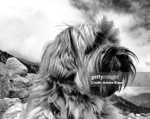 tibetan terrier - blase foto e immagini stock