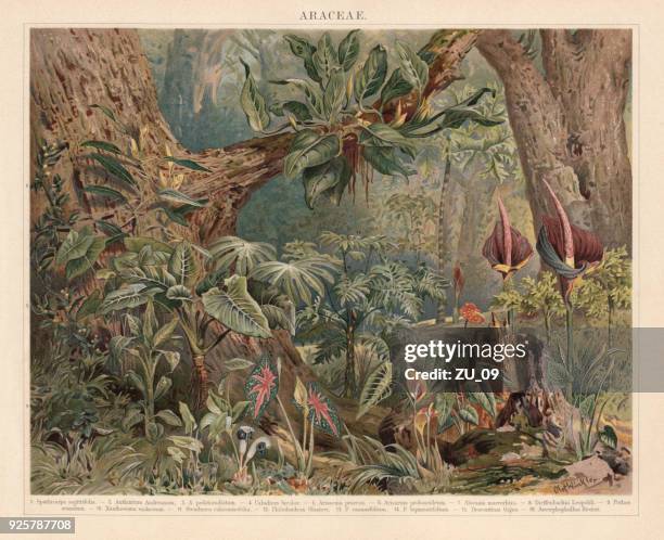 araceae, monocotyledonous flowering plants in the tropics, lithograph, published 1897 - tropical flower drawing stock illustrations