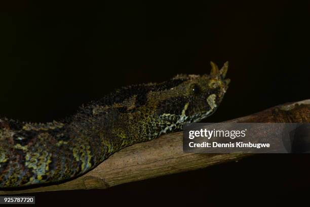 rhinoceros viper (bitis nasicornis). - rhinoceros viper stock pictures, royalty-free photos & images