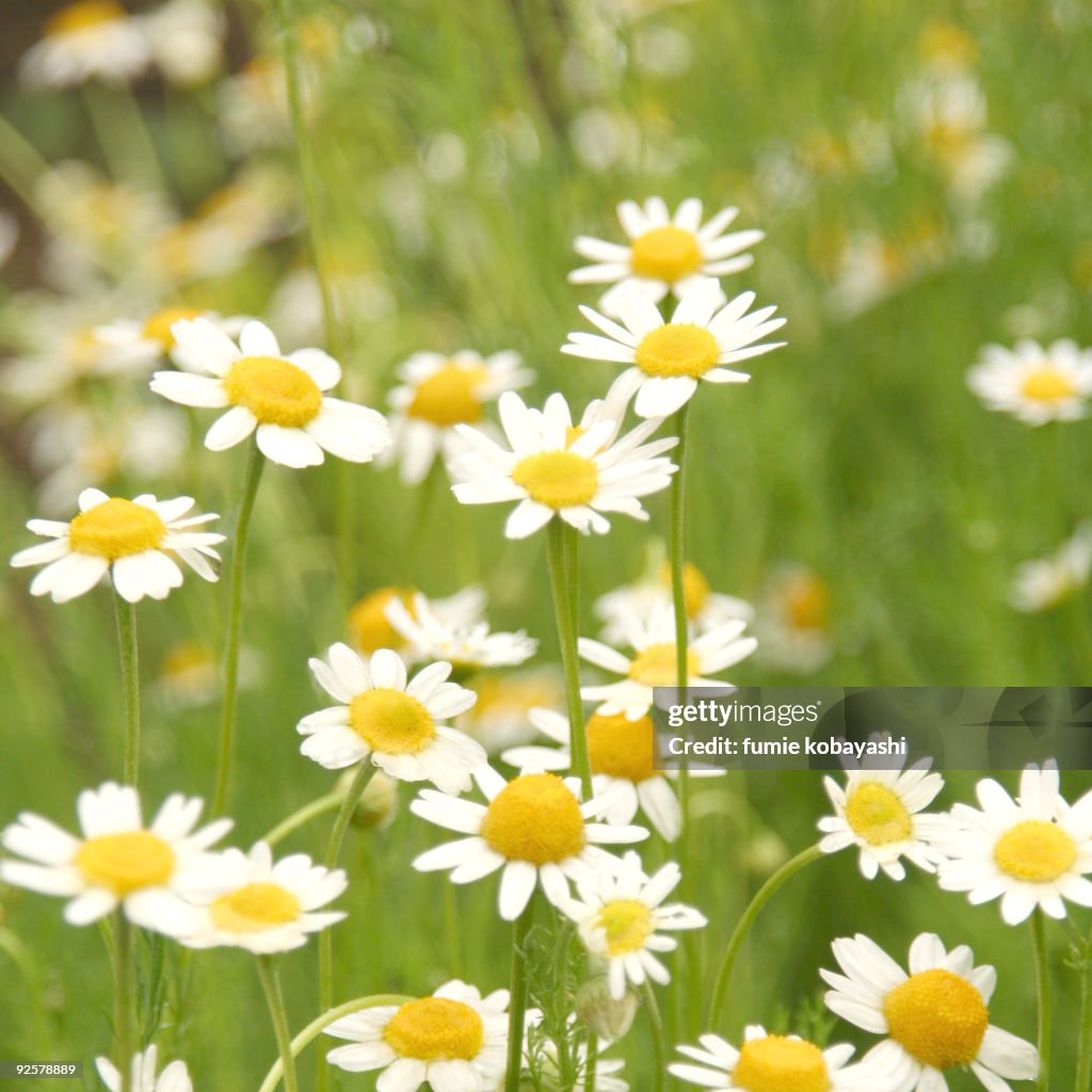 Chamomile