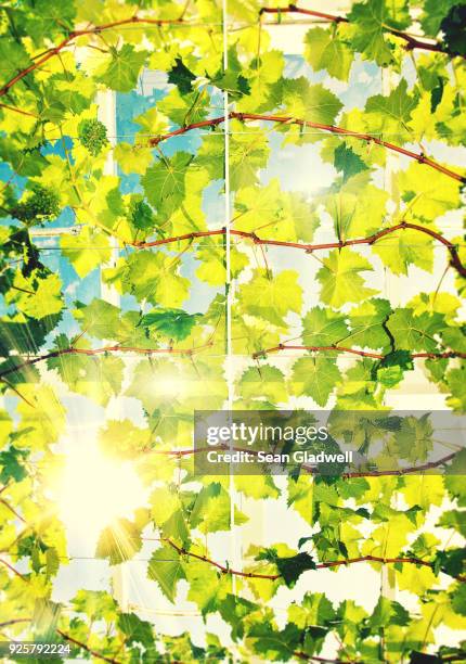 vine leaves - grapes on vine stockfoto's en -beelden