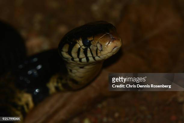 forest cobra (naja melanoleuca). - forest cobra stock pictures, royalty-free photos & images