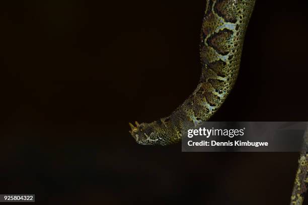 rhinoceros viper (bitis nasicornis). - rhinoceros viper stock pictures, royalty-free photos & images