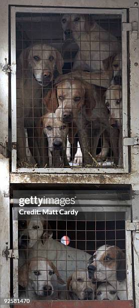 Hounds watch from a horse box as members and supporters of the Avon Vale Hunt gather at the Hunt's first meet of the season in front of Neston House...