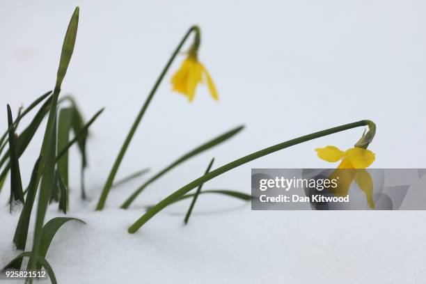 Daffodils emerge through the snow on the first day of Spring in St James's Park on March 01, 2018 in London, United Kingdom. People have been warned...