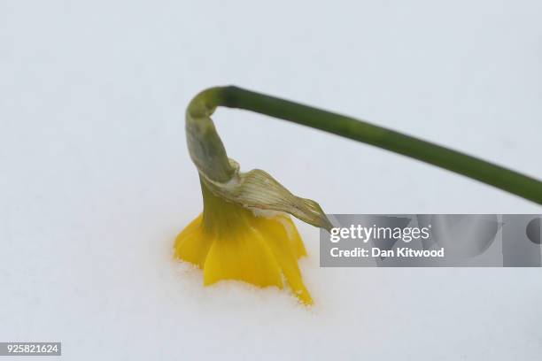 Daffodils emerge through the snow on the first day of Spring in St James's Park on March 01, 2018 in London, United Kingdom. People have been warned...