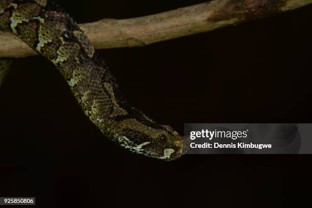 rhinoceros viper (bitis nasicornis). - rhinoceros viper stock pictures, royalty-free photos & images
