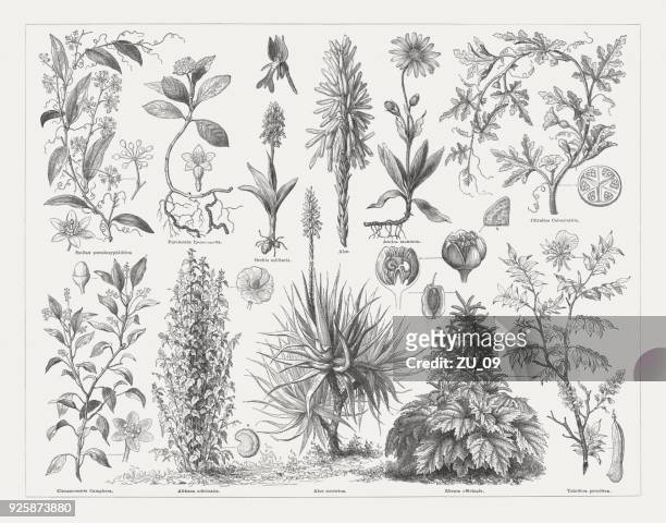 ilustraciones, imágenes clip art, dibujos animados e iconos de stock de plantas medicinales, grabados en madera, publicaron en 1897 - malva