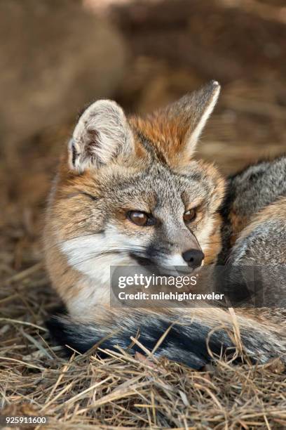 wilde gray fox unterstände unter blaufichten kiefer baum colorado ausläufern - graufuchs stock-fotos und bilder