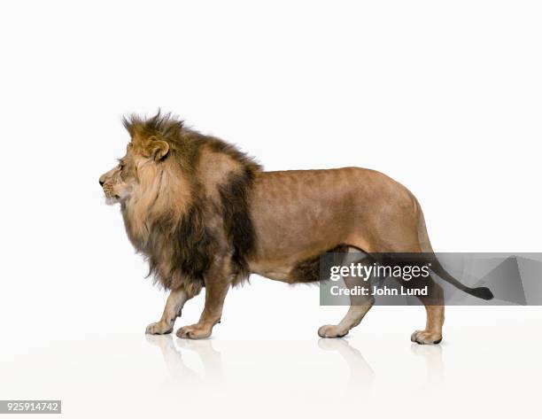 lion standing on a white background studio shot - majestic lion stock pictures, royalty-free photos & images