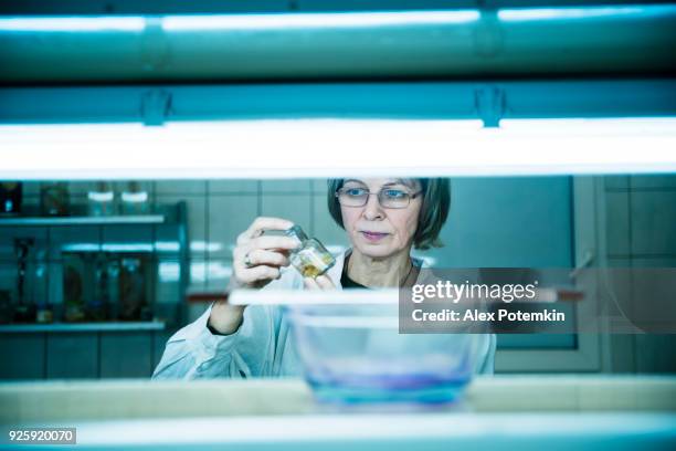 de volwassen 50-jaar oude aantrekkelijke vrouw, wetenschapper, bestuderen van de zoölogie natte model in de biologie lab - parasite stockfoto's en -beelden