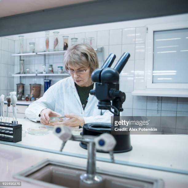 die attraktive seriose 50-jahre-alte frau, wissenschaftler, arbeiten mit dem mikroskop und bakterielle kultur in der college-mikrobiologie-labor - 50 54 years stock-fotos und bilder