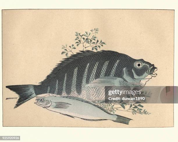 japanische kunst, eine stidy der fische von utagawa hiroshige - fish painting stock-grafiken, -clipart, -cartoons und -symbole