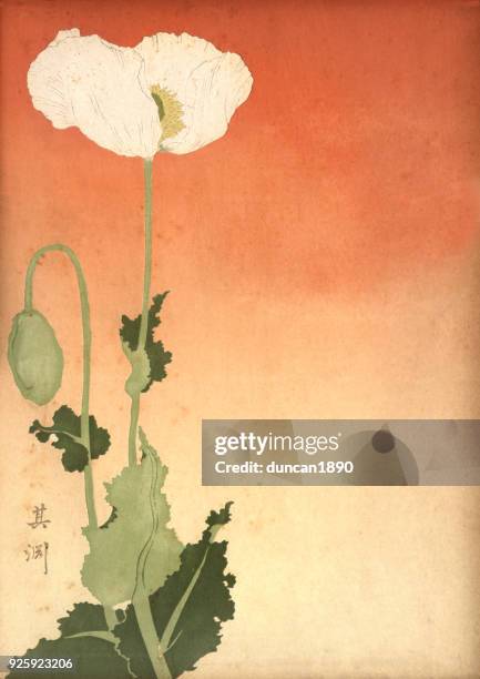 japanese print of a white poppy, 19th century - opium poppy stock illustrations