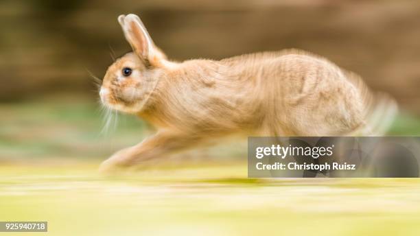 Crossbreeding Rabbits 578 Crossbreeding Stock Photos, High-Res Pictures, and Images - Getty ...