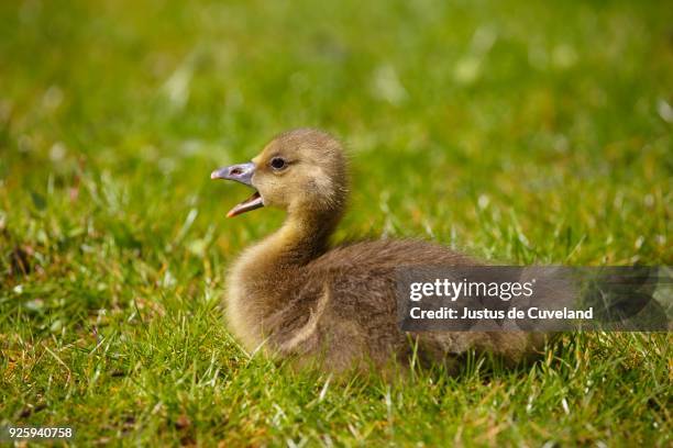 greylag goose (anser anser), chick sitting in meadow, schleswig-holstein, germany - parpar fotografías e imágenes de stock